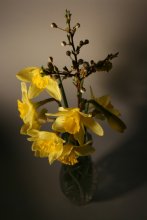 Plum and daffodils / ***