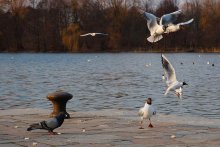 From the Life of Birds / ***