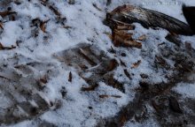 lost wings / ***