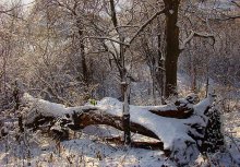 Pripoymennaya grove / ***