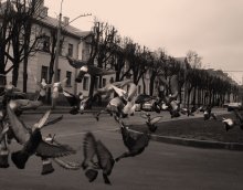 bird dance / ***