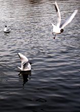 Fly Away / ***