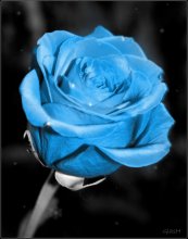 rose / ***