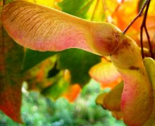 Fall colors / ***