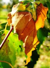 Fall colors / ***