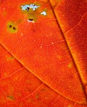 Fall colors / ***