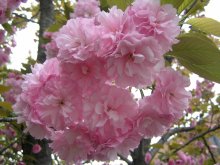 Blooming / Spring in Nashville