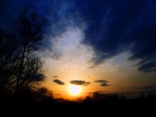 Midges. / ***