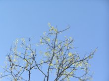 Another clear spring / ***