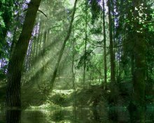 "Green" forest / ***