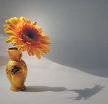Sun / ***