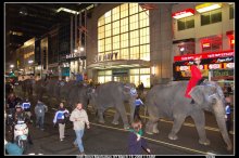 Elephants in New York / ***