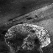 Untitled / .....