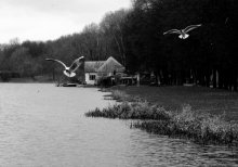 Vögel und das Haus / ***