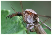 mosquito crane-fly / ***