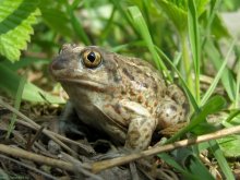 Frog / ***