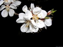 Apricot flower / ...