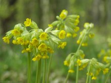 Primrose / ...