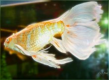 Gold fish. / Gold fish.