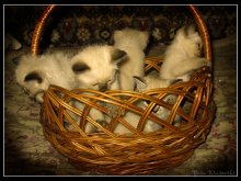cat in a basket / ***