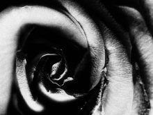 Flower_3 / _____