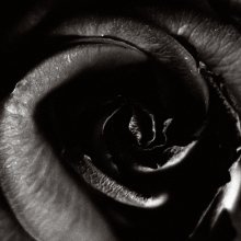 Flower_2 / _______