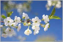 Spring / ***