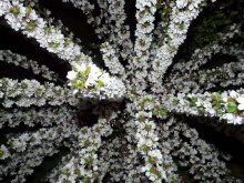 Little flowers / ***