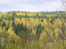 Yellow and green / ***