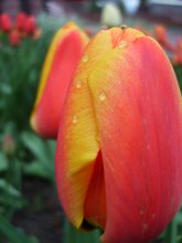 Spring tulips are crying ... / ***