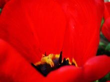 Tulip / -----