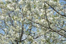 Belarussian sakura =) / ***