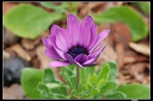 floret / ***