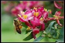 Worker bee / ***