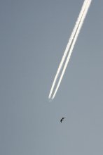 Birds / ***