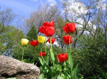 Simply Tulips / canon a510