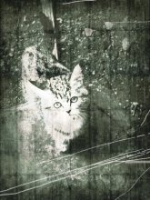 spleen / ...