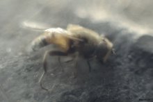 Bee / ...