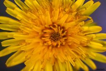 Dandelion / ...