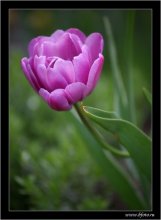 Tulip / ***