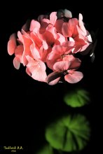 Geranium / ***