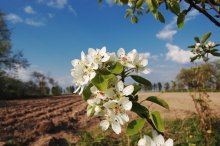 Pear)) / ***