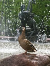 Urban birds / ***