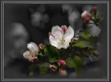 Spring is coming / ***