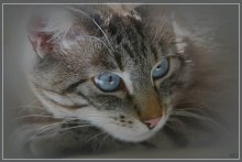 Portrait for the Murka / ***