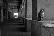 Cheshire Cat / ***
