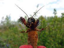 Mole Cricket / ***