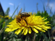 bee / ***
