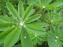 After the rain / ***