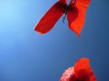 Flight of Butterflies / ***